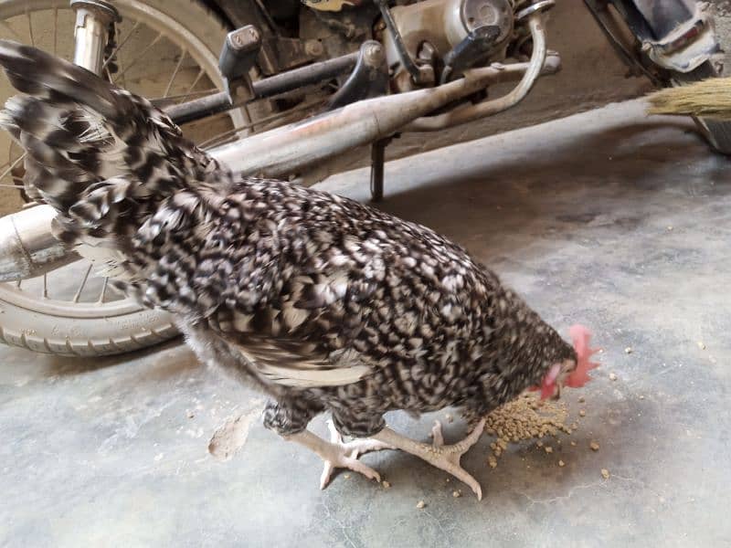 Mashallah healthy and active rooster for sale 5