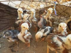 Aseel chick's available