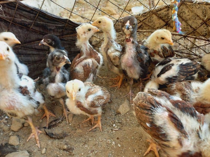 Aseel chick's available 2