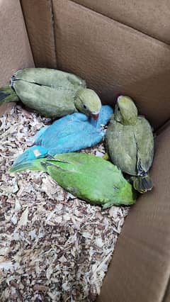 olive ringneck +blue ringneck