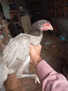 female hen