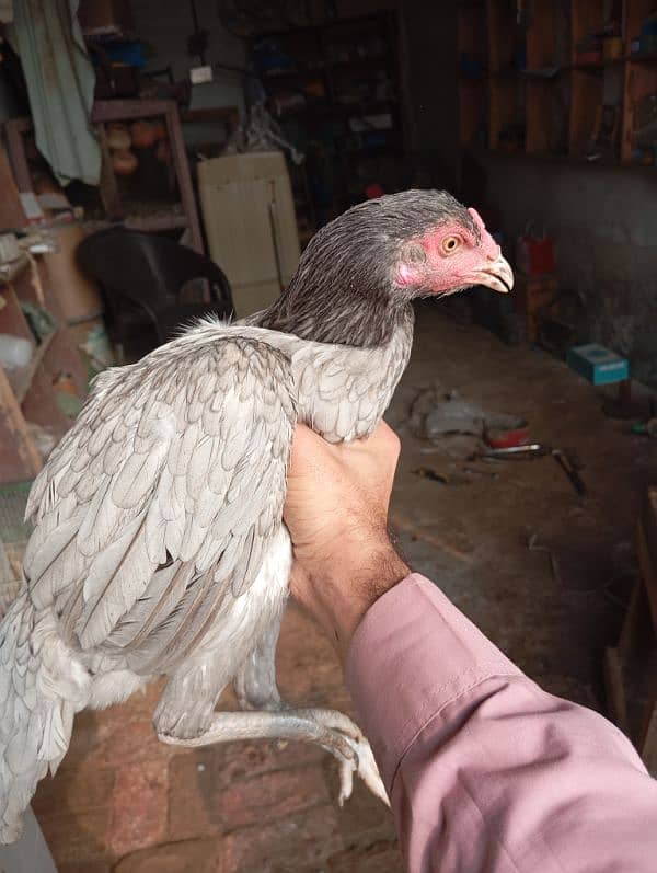 female hen 0