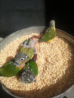 conure baby