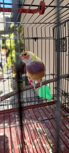 Gouldian finch breeder female