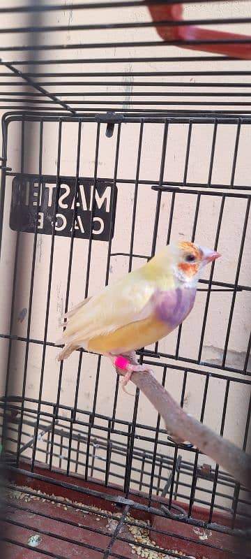 Gouldian finch breeder female 1