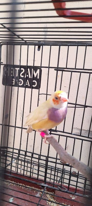 Gouldian finch breeder female 2