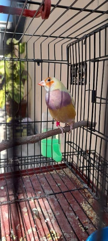 Gouldian finch breeder female 3