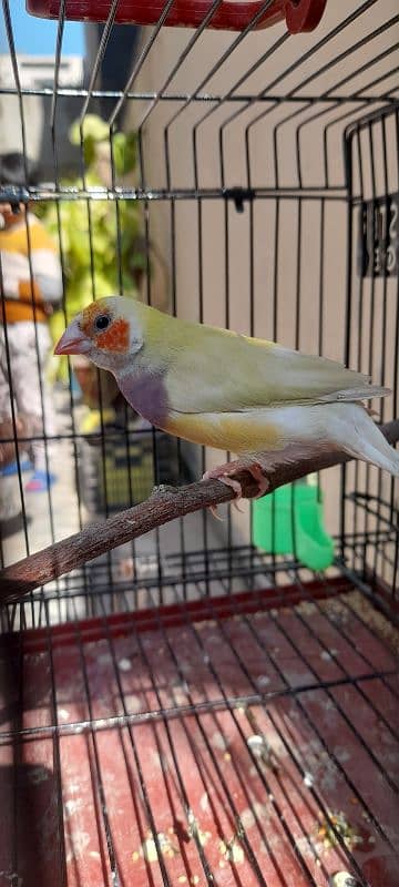 Gouldian finch breeder female 4