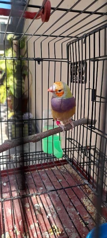 Gouldian finch breeder female 5