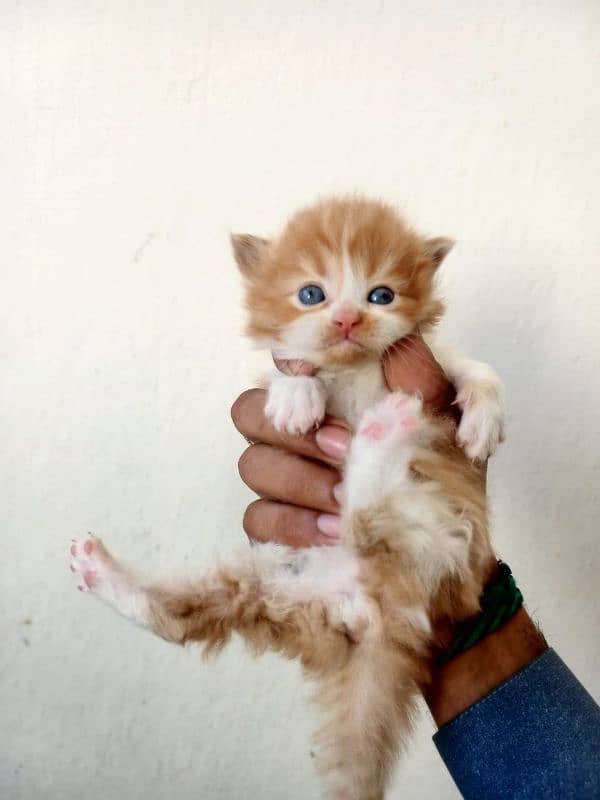 Triple coated Persion kitten  age 28 Days 0