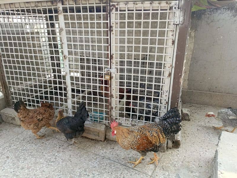 Golden misri hens for sale 0