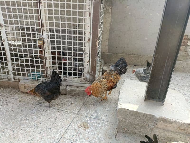 Golden misri hens for sale 1