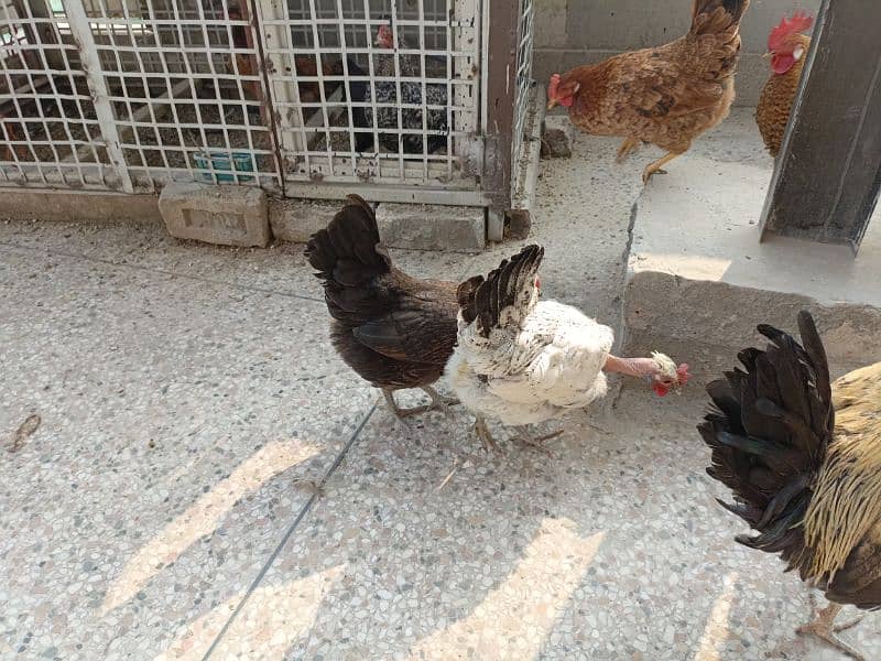 Golden misri hens for sale 2