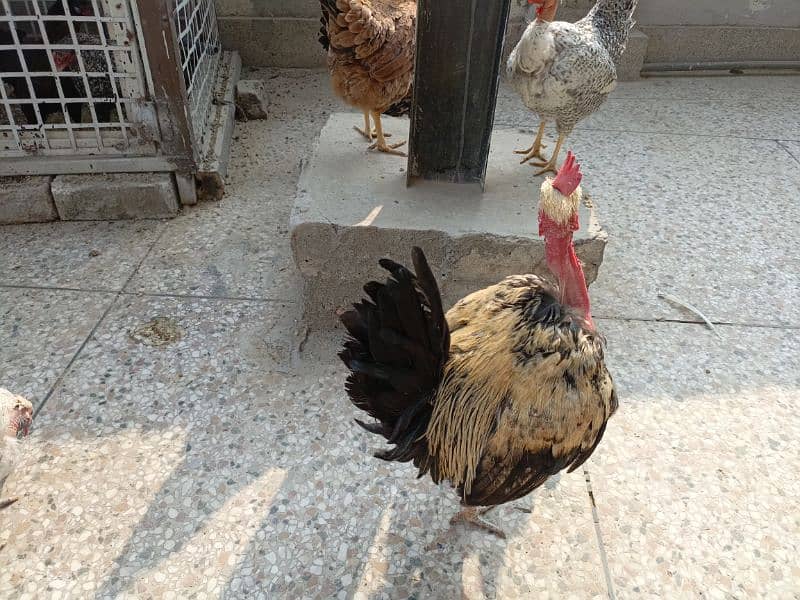 Golden misri hens for sale 3