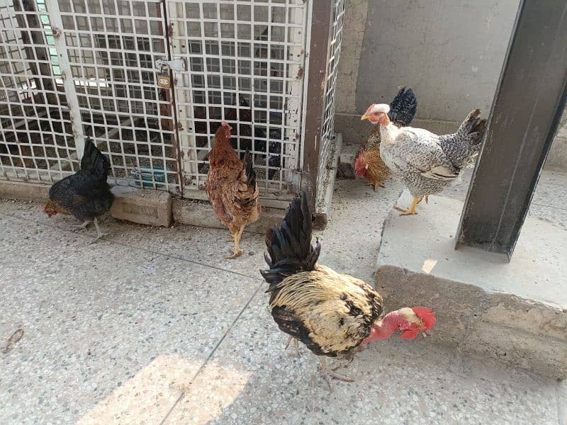 Golden misri hens for sale 5