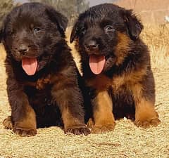 top quality german shepherd puppies available for sale