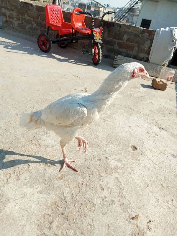 heera pathi ready for breeding age 9 months for sale 1