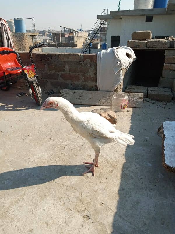 heera pathi ready for breeding age 9 months for sale 3