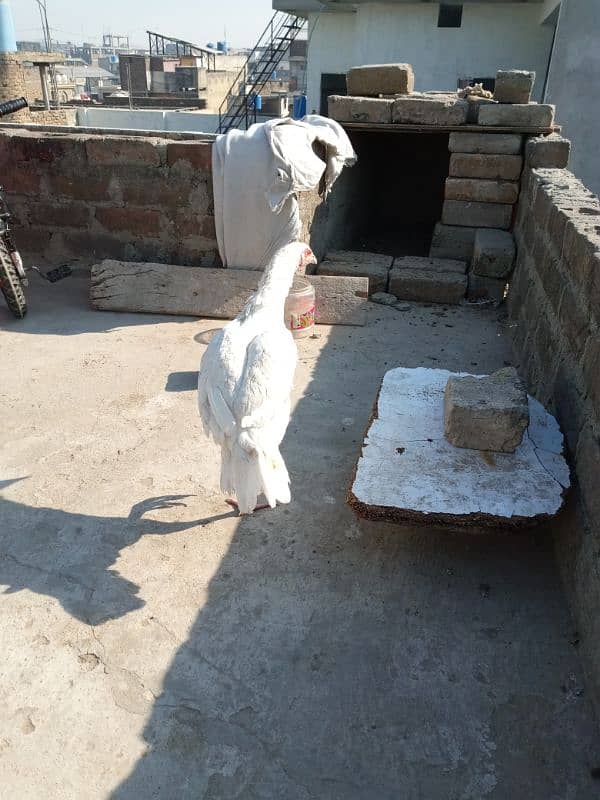 heera pathi ready for breeding age 9 months for sale 5