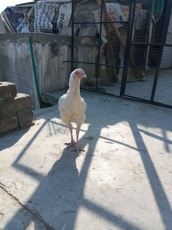 heera pathi ready for breeding age 9 months for sale 6