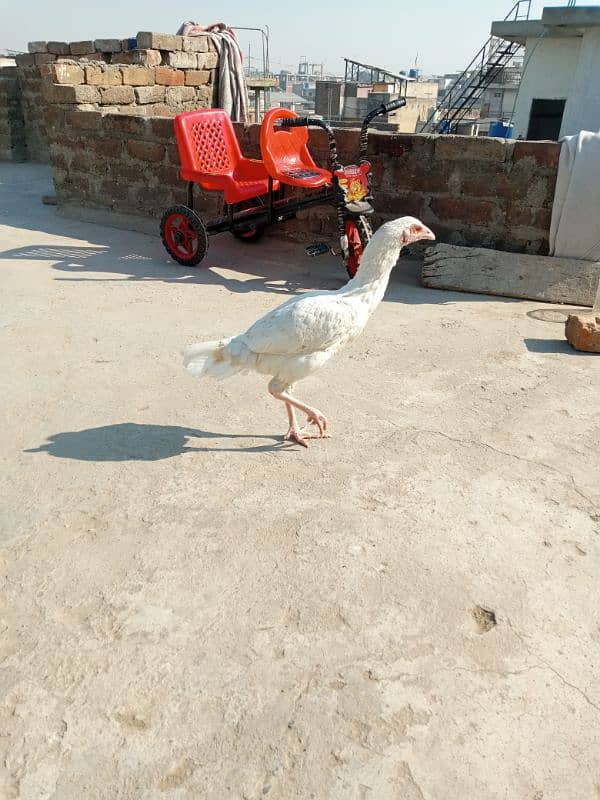 heera pathi ready for breeding age 9 months for sale 7