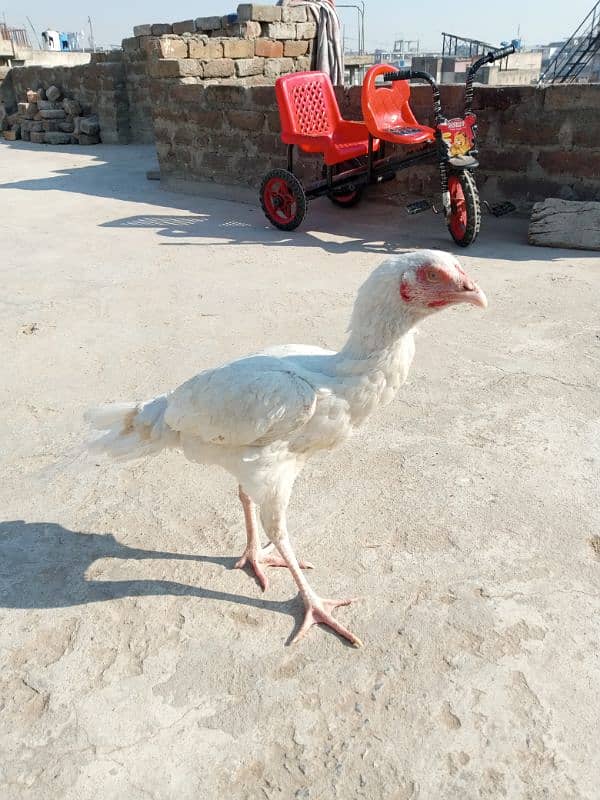 heera pathi ready for breeding age 9 months for sale 8