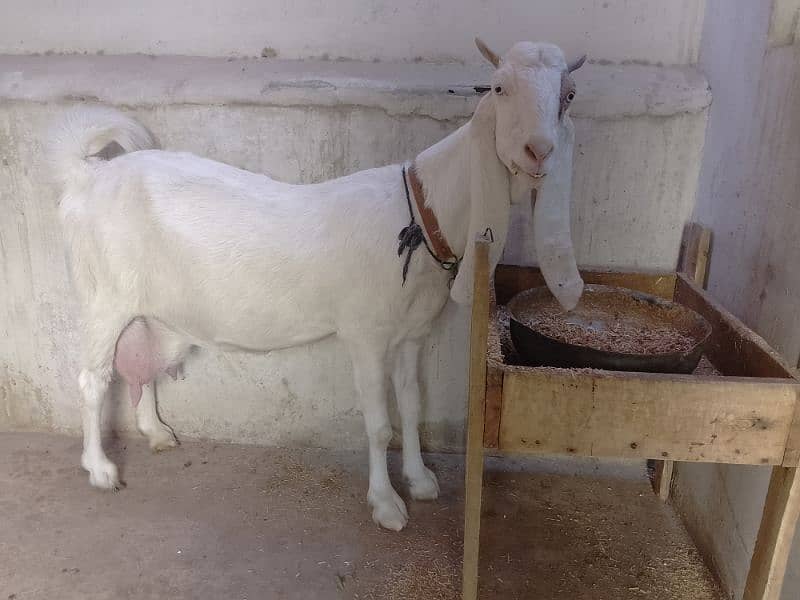 White Goat 0