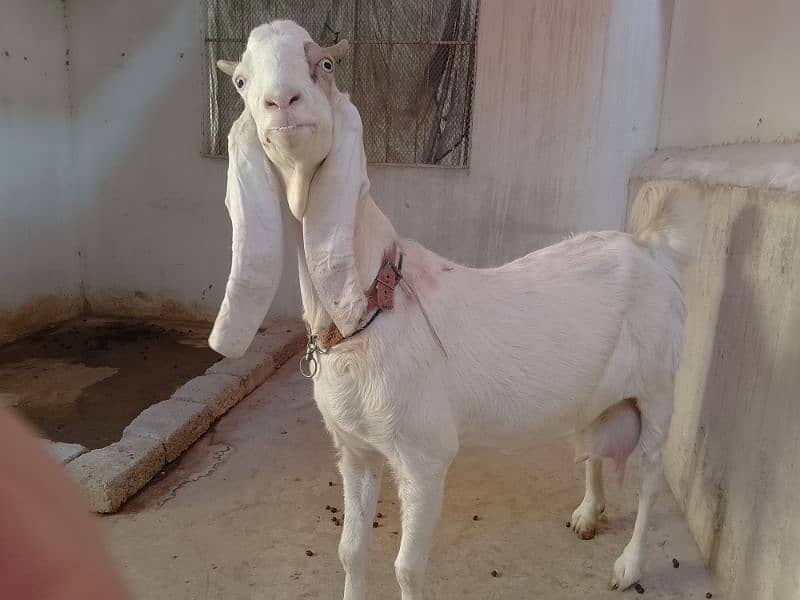 White Goat 2