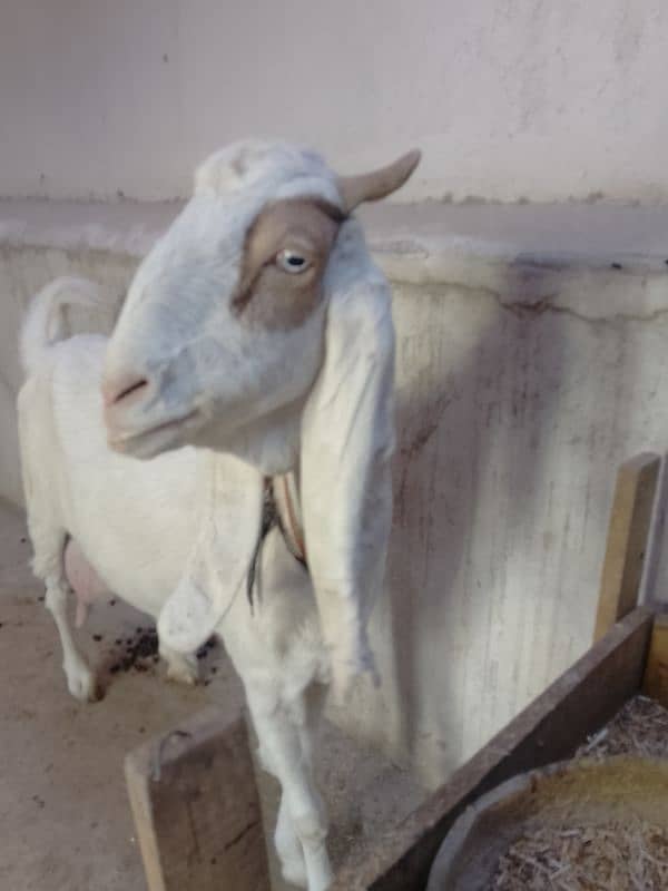 White Goat 5