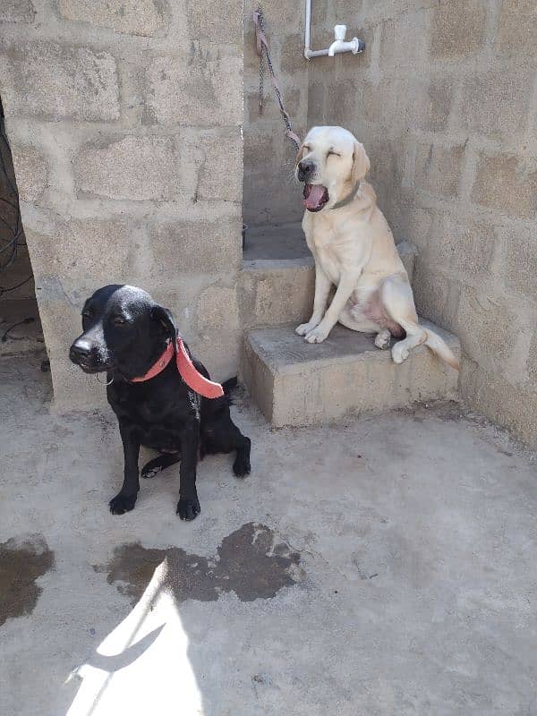 Labrador pair for urgent sale 1