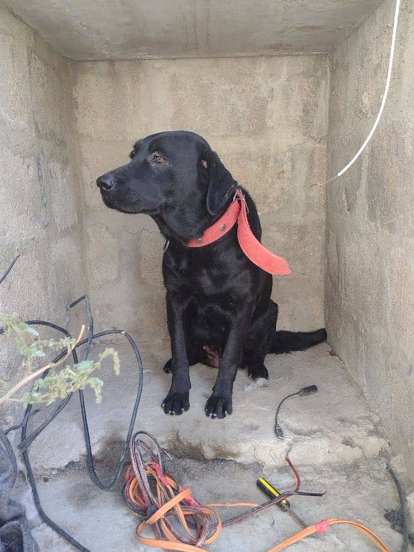 Labrador pair for urgent sale 3