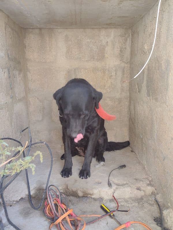 Labrador pair for urgent sale 4