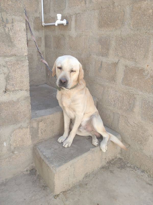 Labrador pair for urgent sale 5