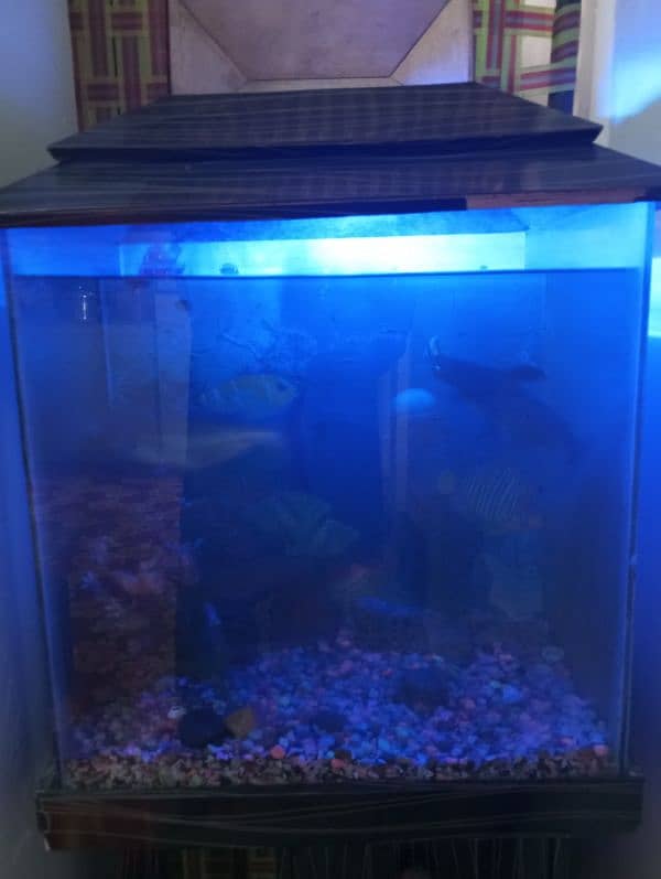 Fish Aquarium Cheap Rate 1