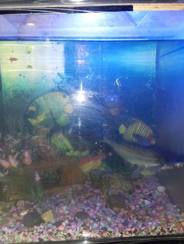 Fish Aquarium Cheap Rate 2