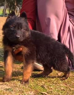 top quality German Shepherd puppy for sale