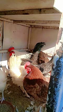 golden misri hen