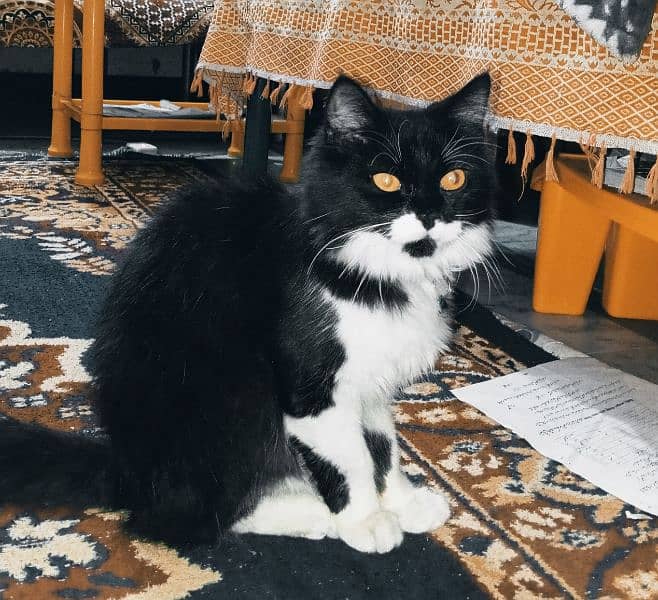 Persian double coated cat healthy and beautiful 0