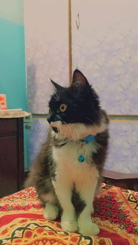 Persian double coated cat healthy and beautiful 2