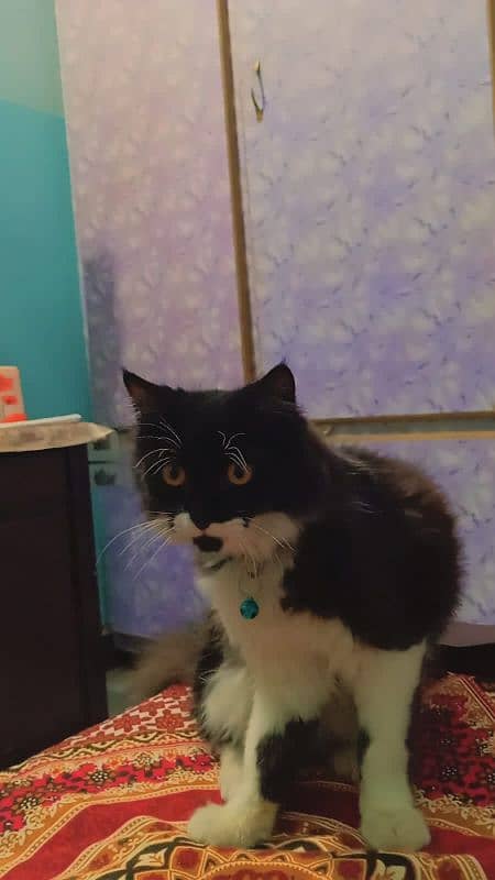 Persian double coated cat healthy and beautiful 3