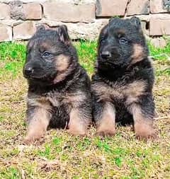 German Shepherd Long Coat Pair | German Shepherd Puppies For Sale