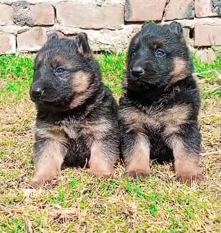 German Shepherd Long Coat Pair | German Shepherd Puppies For Sale 0