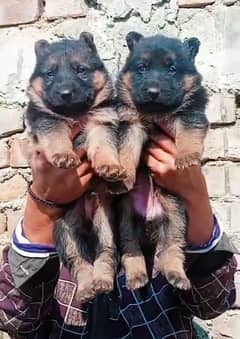 German Shepherd Long Coat Pair | German Shepherd Puppies For Sale