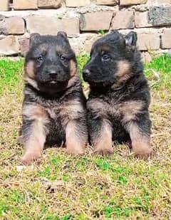 German Shepherd Long Coat Pair | German Shepherd Puppies For Sale