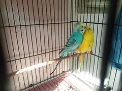 budgie