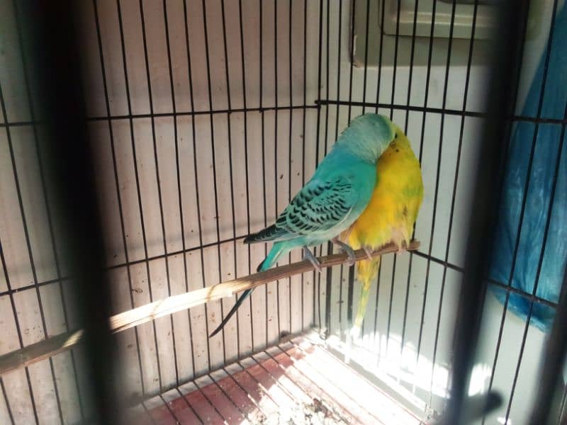 budgie parrot, birds 1