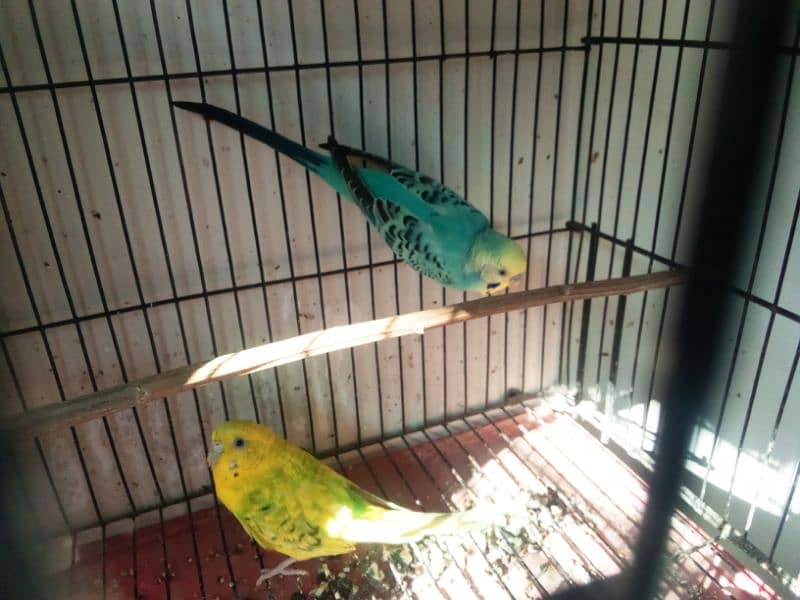 budgie parrot, birds 2