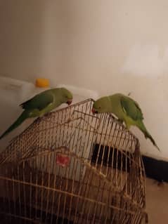 hand tame green parrot pair for sale in Islamabad