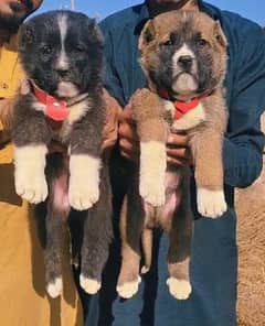 Bakarwal Pair / security Dog / Bakarwal Puppies For Sale