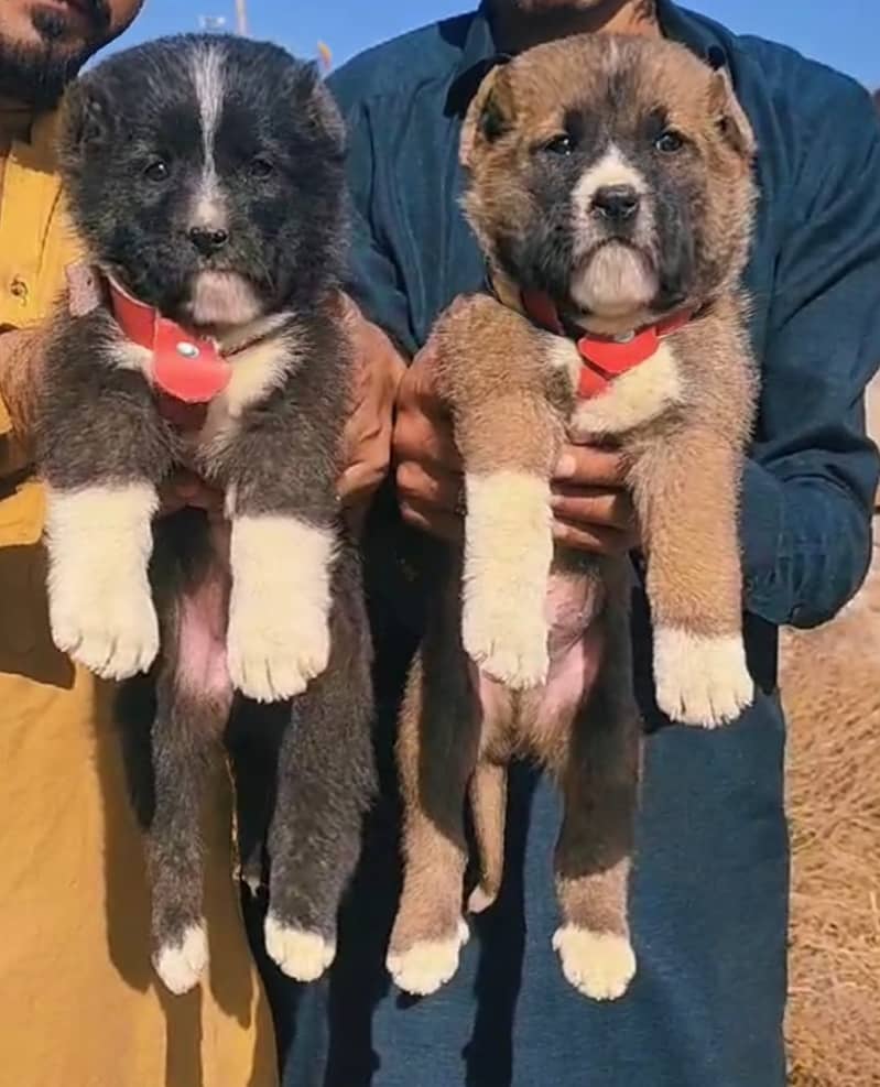 Bakarwal Pair / security Dog / Bakarwal Puppies For Sale 0